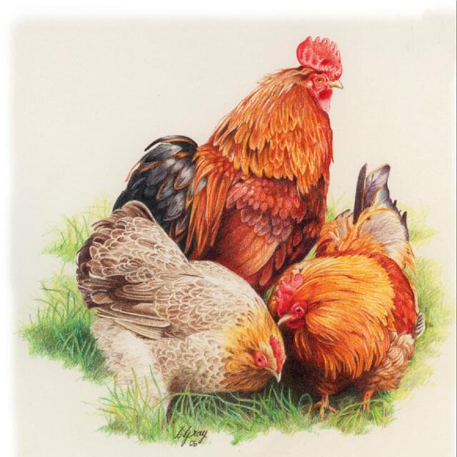 Derwent Coloursoft Pencils