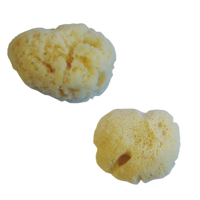 Sponges - Natural & Synthetic